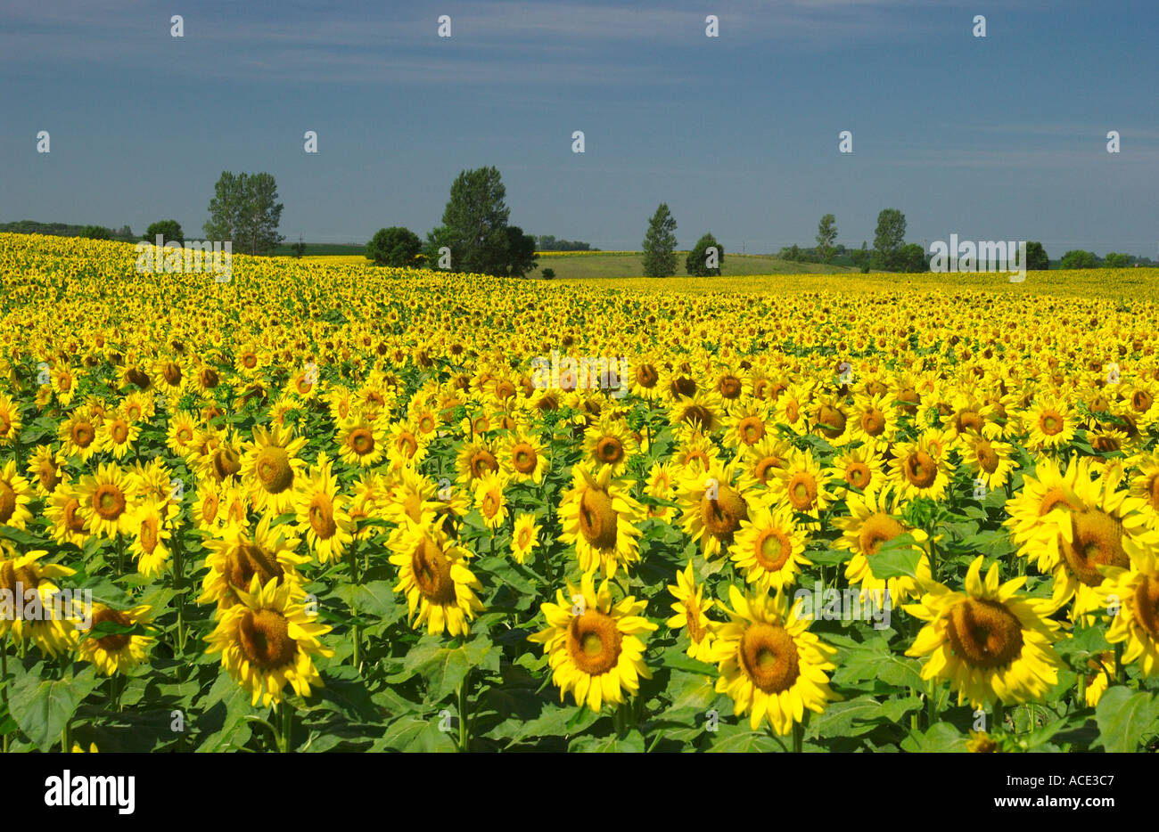 Sonnenblumenfeld in der Landwirtschaft-Regionen in der Nähe von Brandon, Minnesota, USA Stockfoto