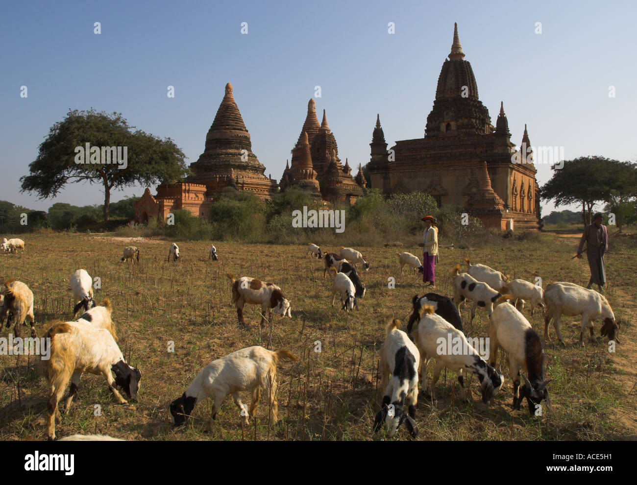 Myanmar-Burma-Bagan archäologische Zone mehr als 4000 Tempel in einer Flussbiegung des Ayeyarwady Fluss Ziegen Herde Weiden vor t Stockfoto