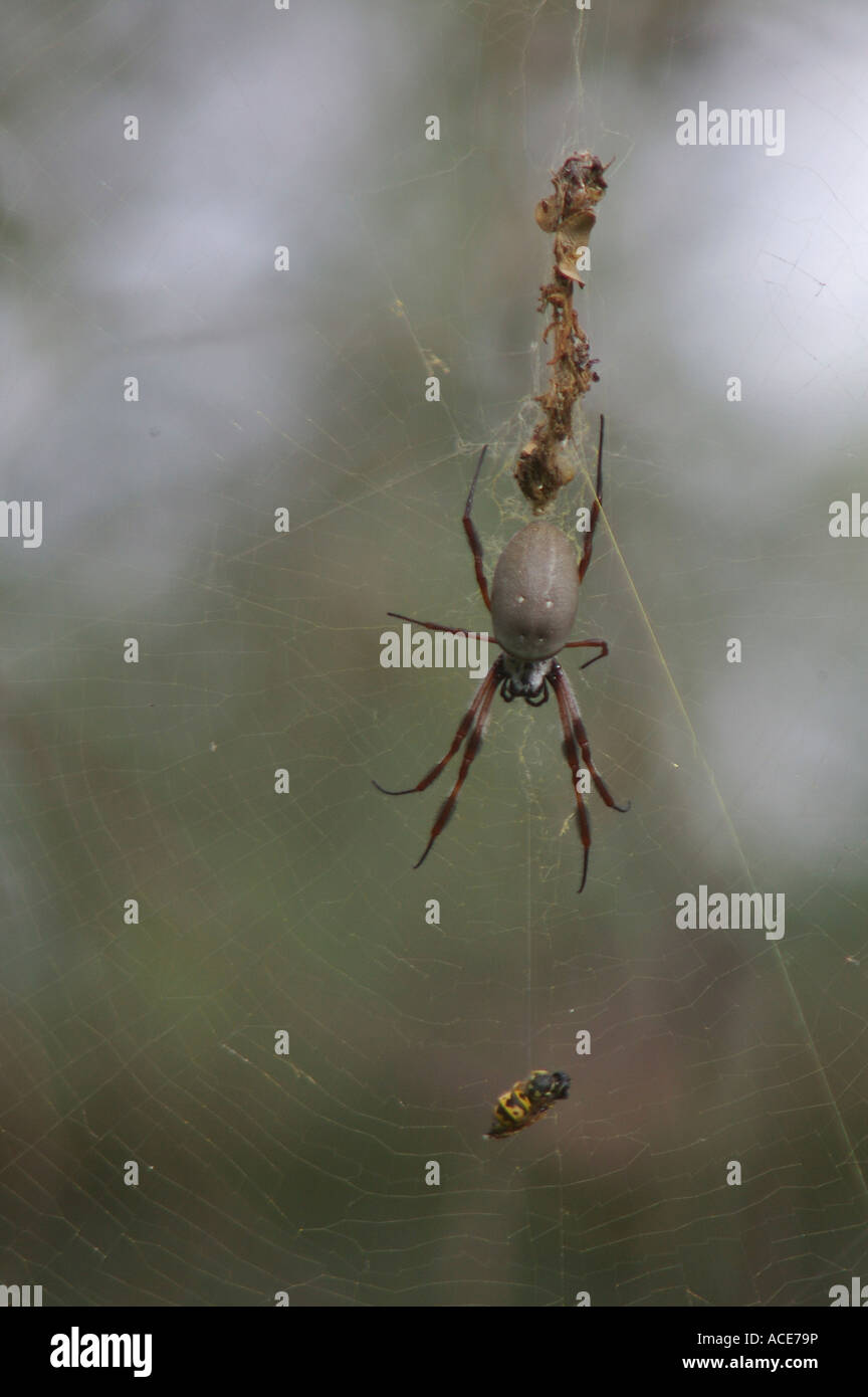 Golden Orb weben Spinne mit erbeuteten Europäische Wespe Stockfoto