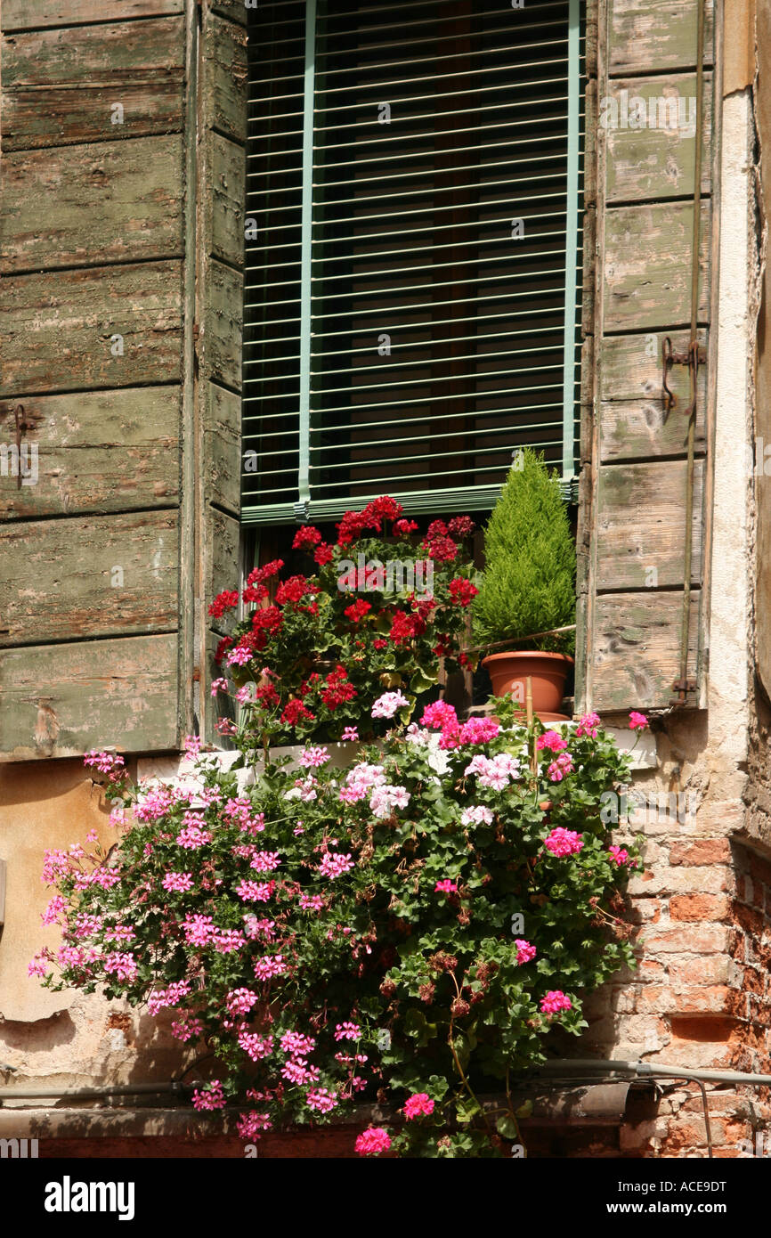 Venedig, Italien, Blumenkasten Fenster im Sonnenlicht Stockfoto