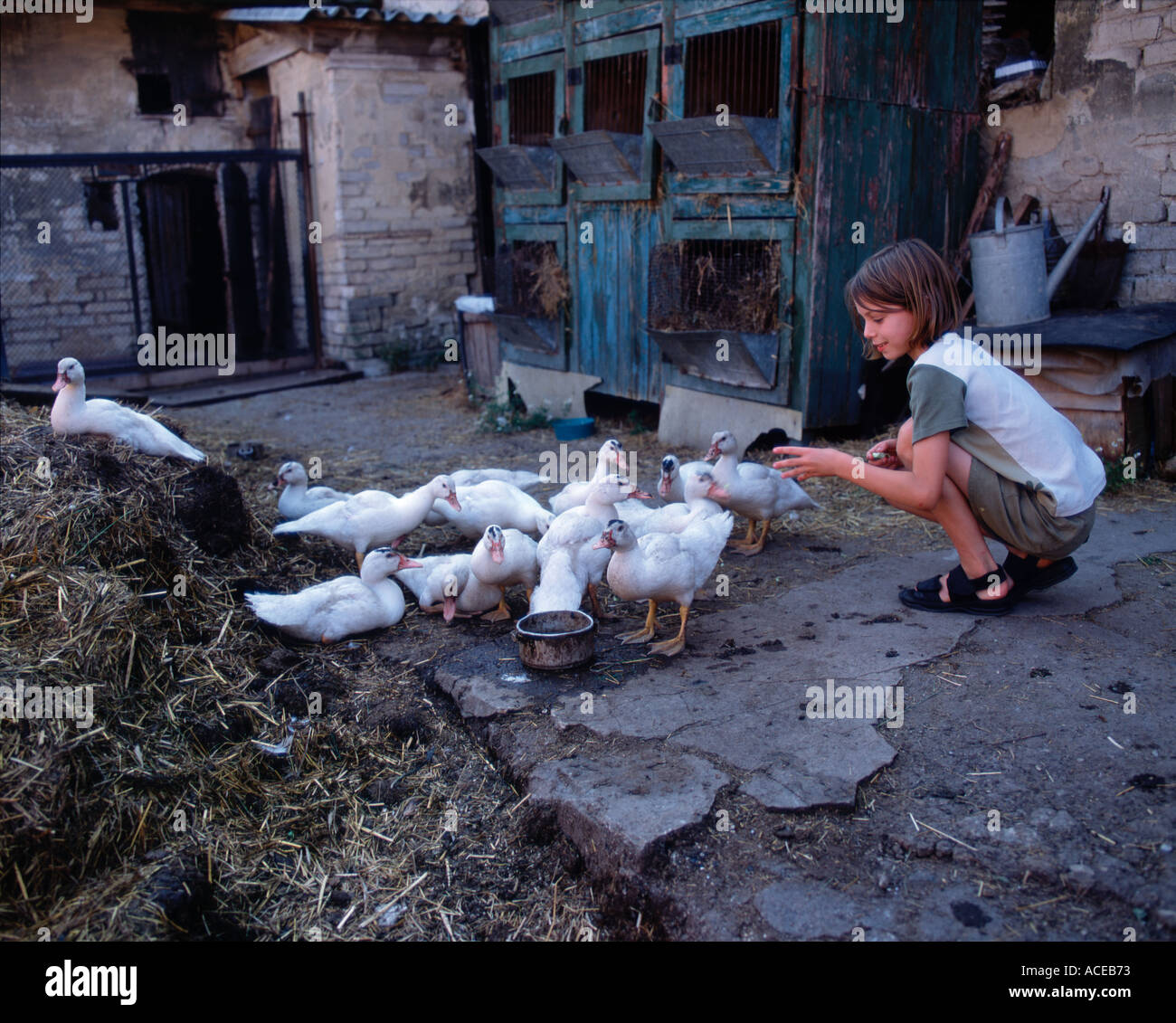 Neun Jahre altes Mädchen Feeds Enten im Hof Einstellung nr Beroun Tschechien Eu Europa Europäische Stockfoto