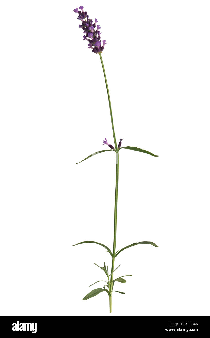 Lavendel - Lavandula officinalis Stockfoto