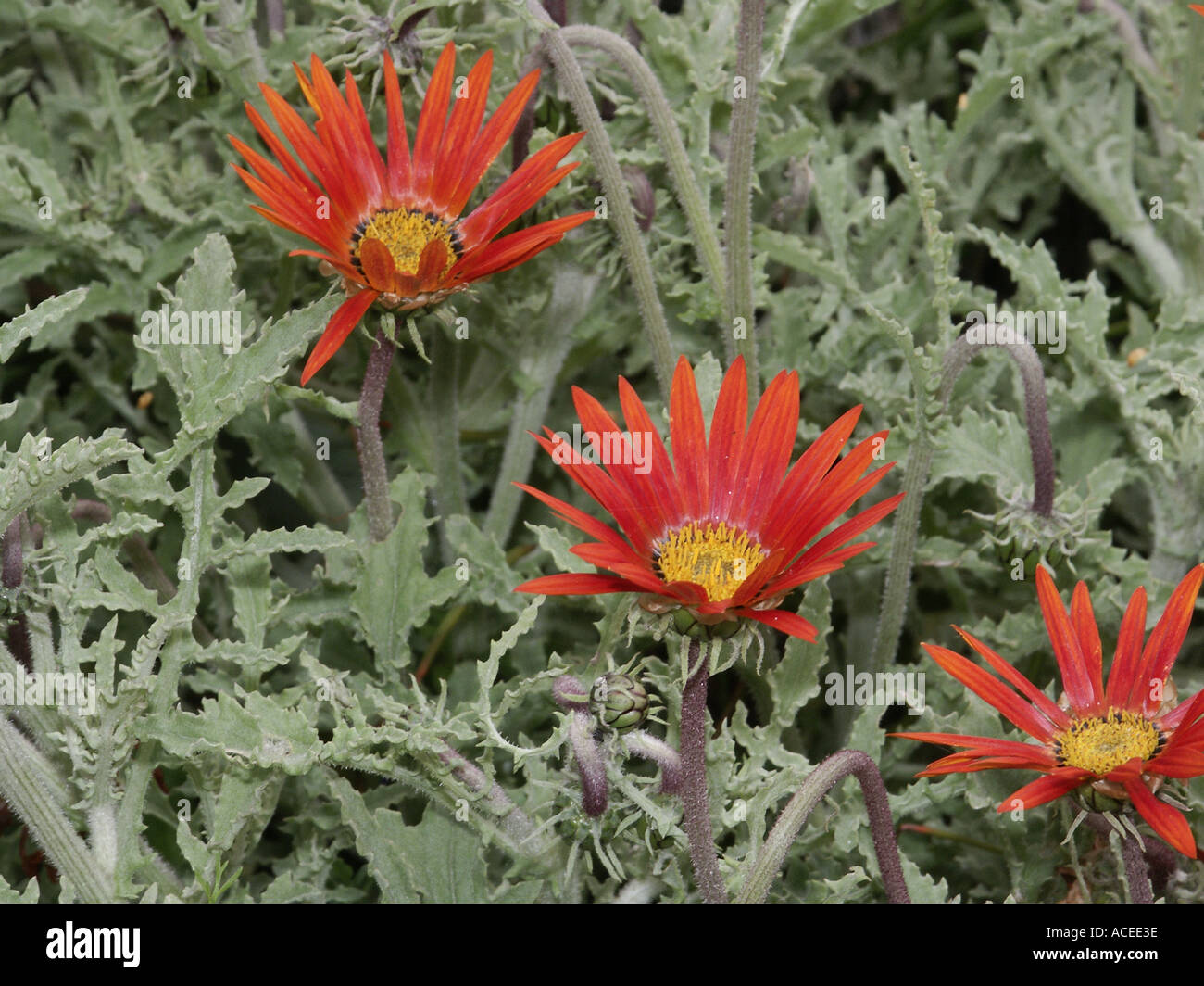 Arctotis sp Fotos und Bildmaterial in hoher Auflösung Alamy