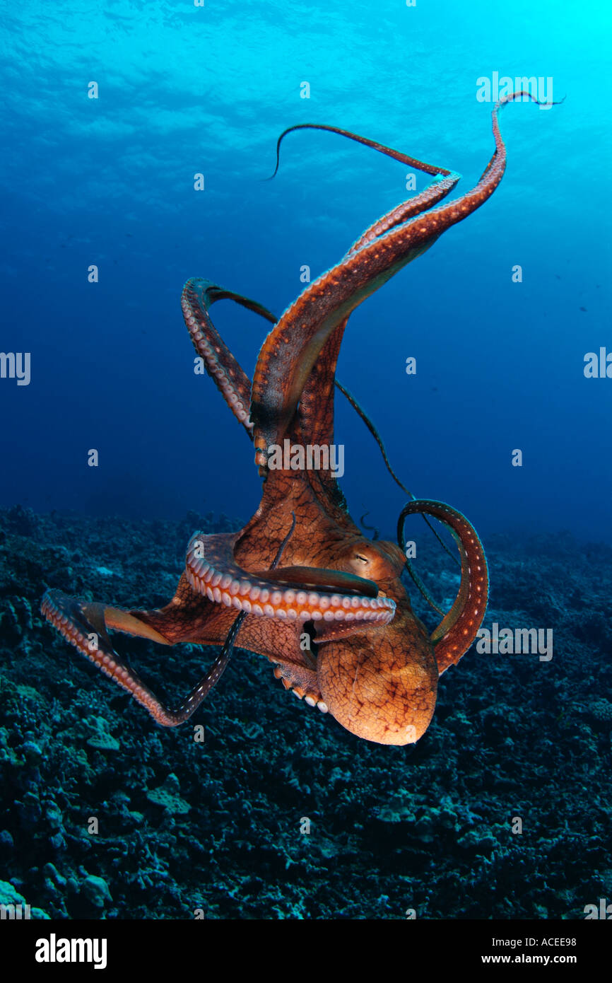 Foto nk0633 D Tag Octopus Octopus Cyanea Foto Copyright Brandon Cole Stockfoto