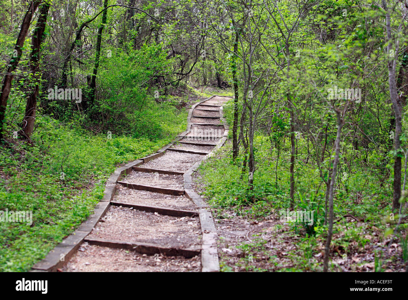 Wanderweg durch den grünen Wald Texas Stockfoto