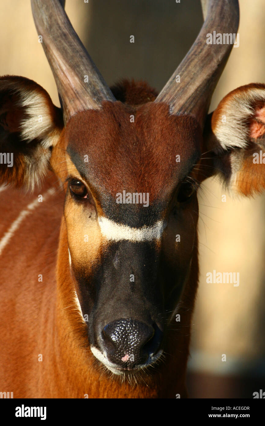 Bongo - Tragelaphus Eurycerus isaaci Stockfoto