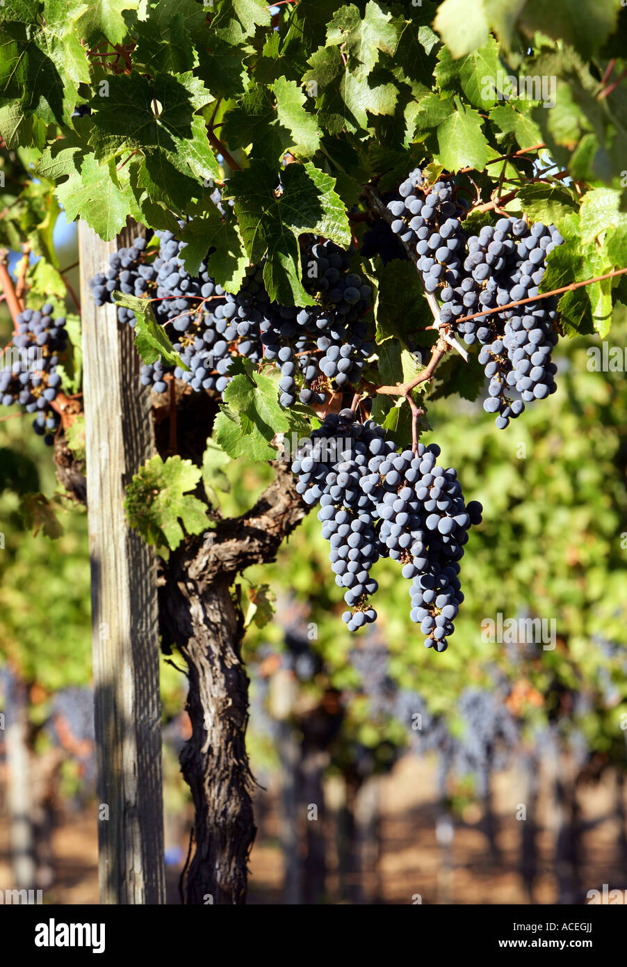 Napa County, Wein Cabernet Sauvignon-Trauben, Weinbergen des Napa Valley Stockfoto Napa County, Wein Cabernet Sauvignon-Trauben, Weinbergen des Napa Valley Stockfoto