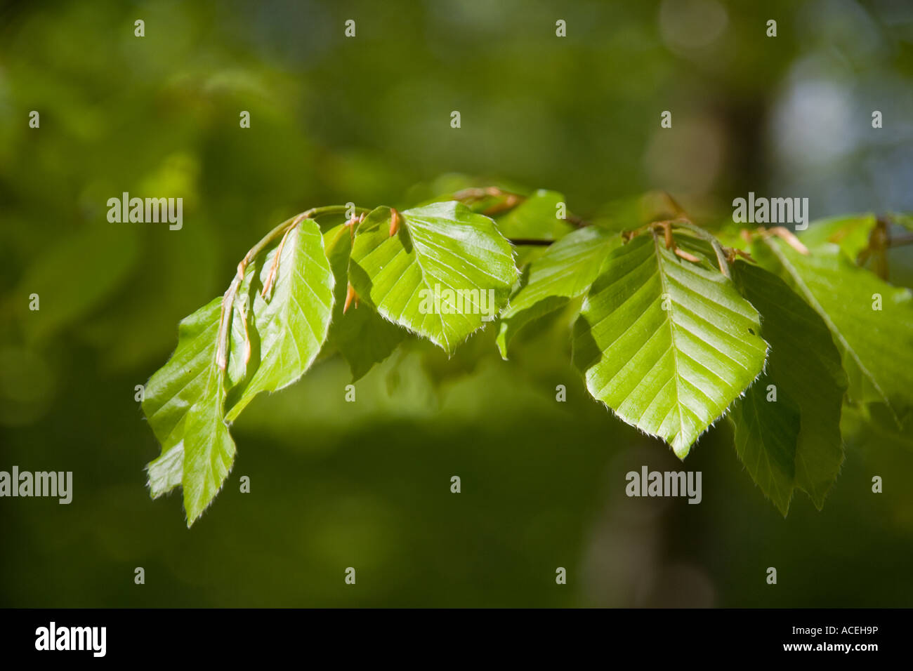 Buche-Blätter im Frühling Stockfoto