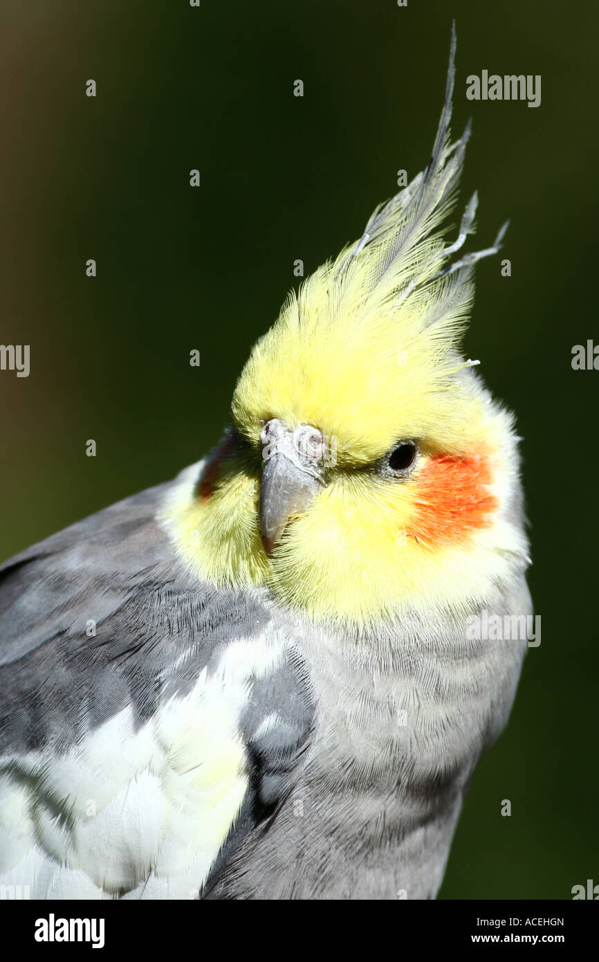Leiter der ein Nymphensittich - Nymphicus hollandicus Stockfoto