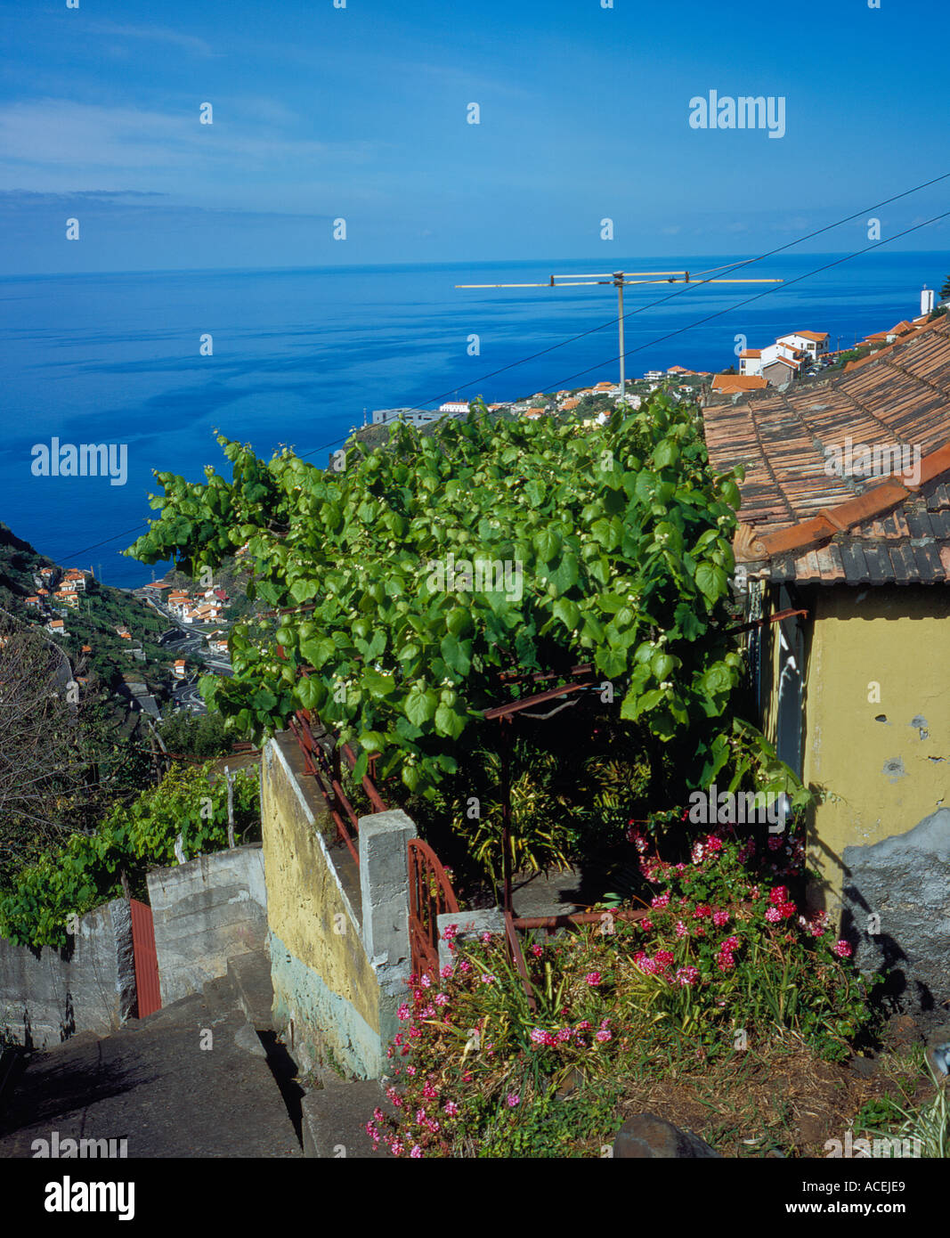 typisches Haus Veranda von Wein auf einem Hügel im Dorf von Arco da Calheta Madeira Portugal abgedeckt. Foto: Willy Matheisl Stockfoto