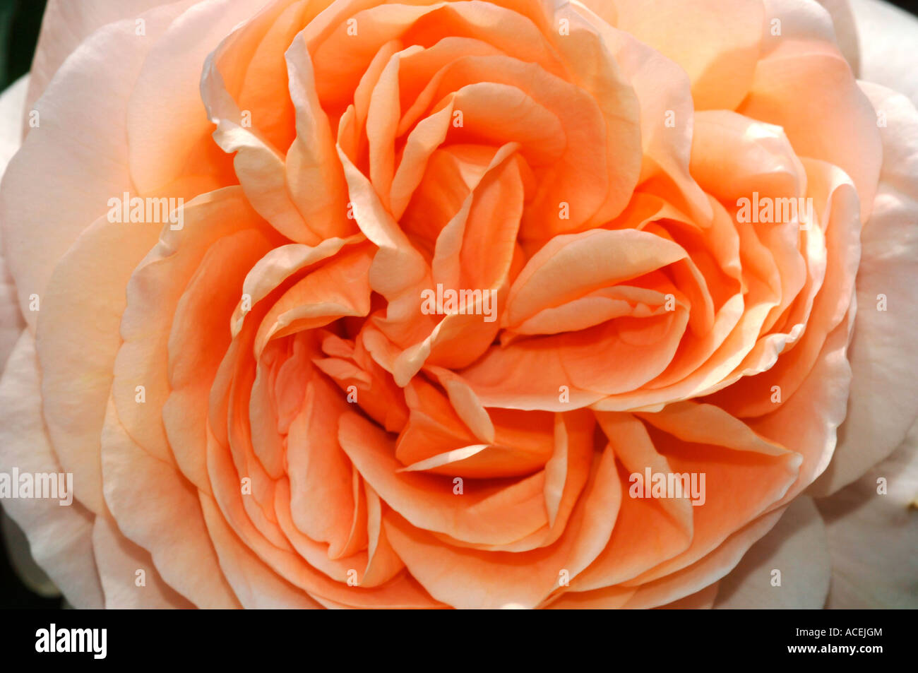 Nahaufnahme einer Pfirsich farbigen Rose benannt Ambridge. Stockfoto