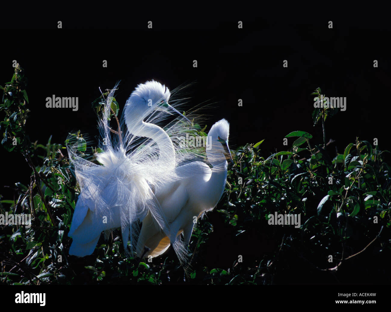 Große weiße Reiher Egretta Abla IN NUPTIAL GEFIEDER madacascar Stockfoto