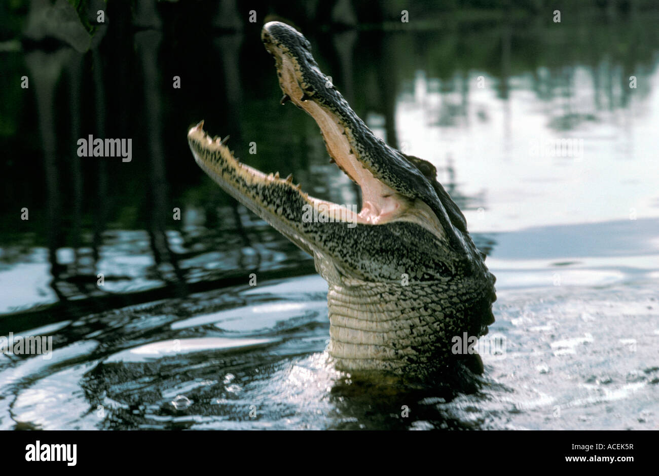 Amerikanischer Alligator Alligator Mississppiensis ruht in Florida Sumpf Stockfoto