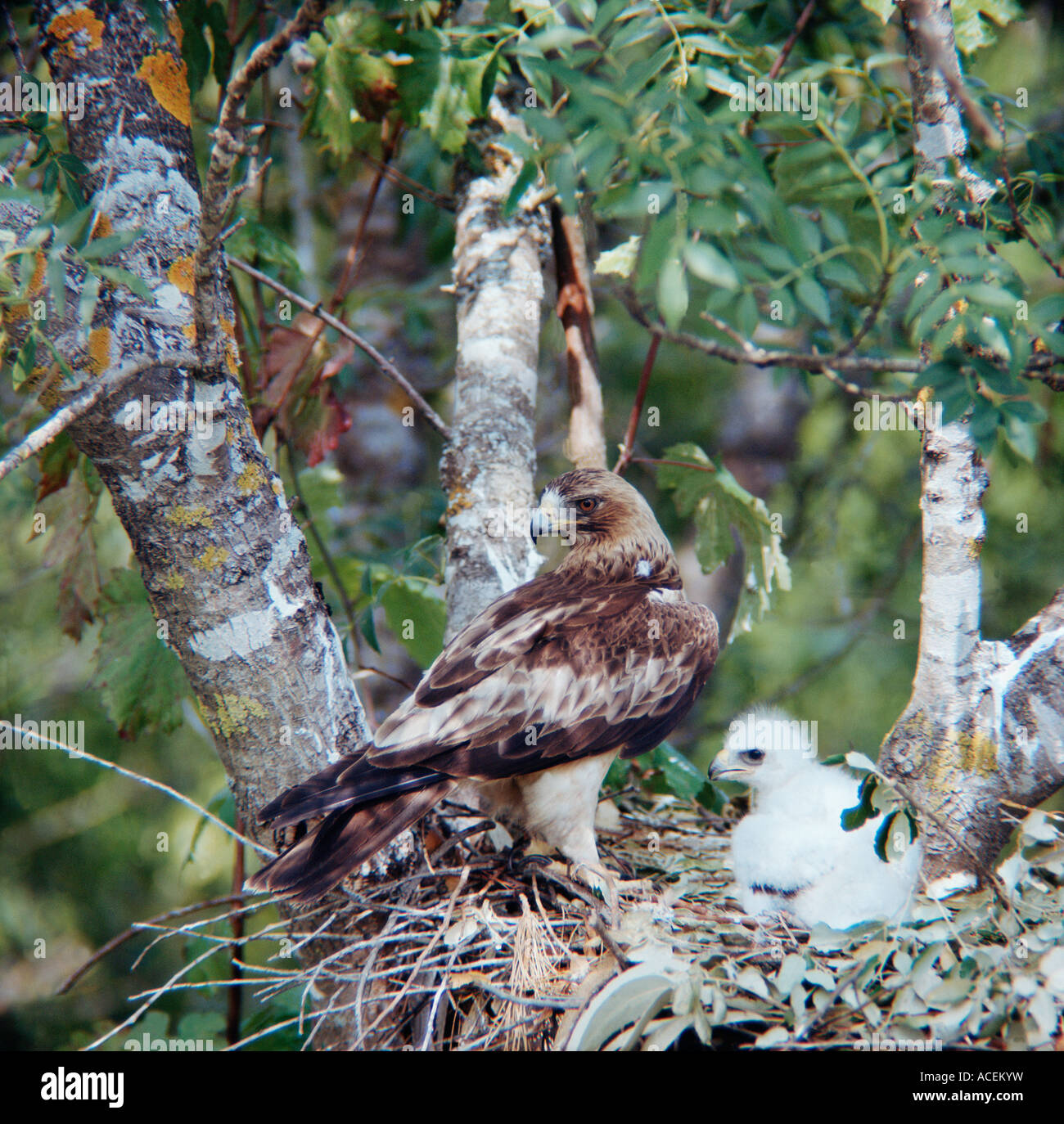 Booted Eagle Hieraaetus Pennatus Eagle Nest mit Küken Stockfoto
