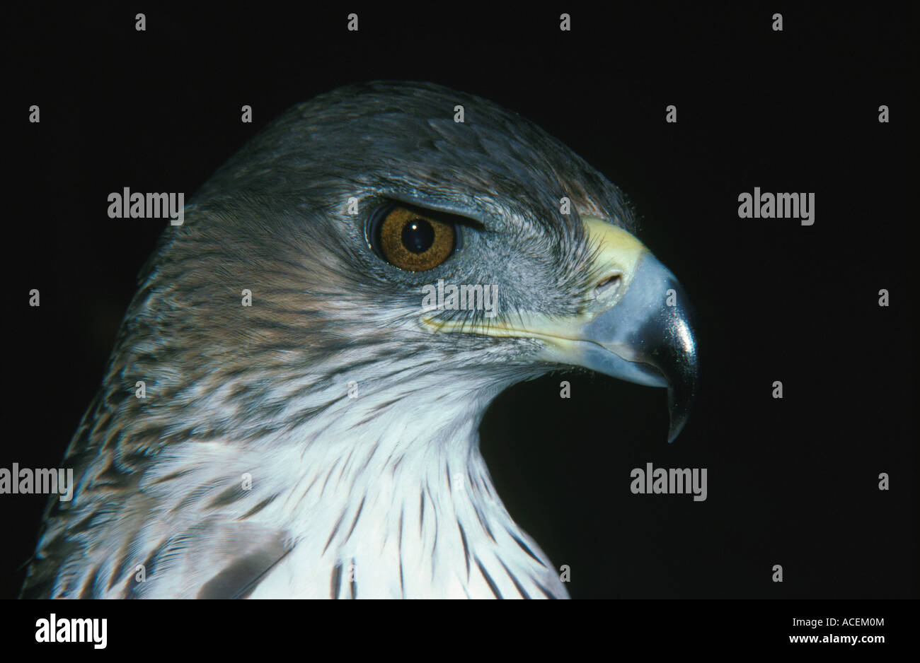 Bonelli s Eagle Hieraaetus Fasciatus Nahaufnahme des Kopfes Stockfoto