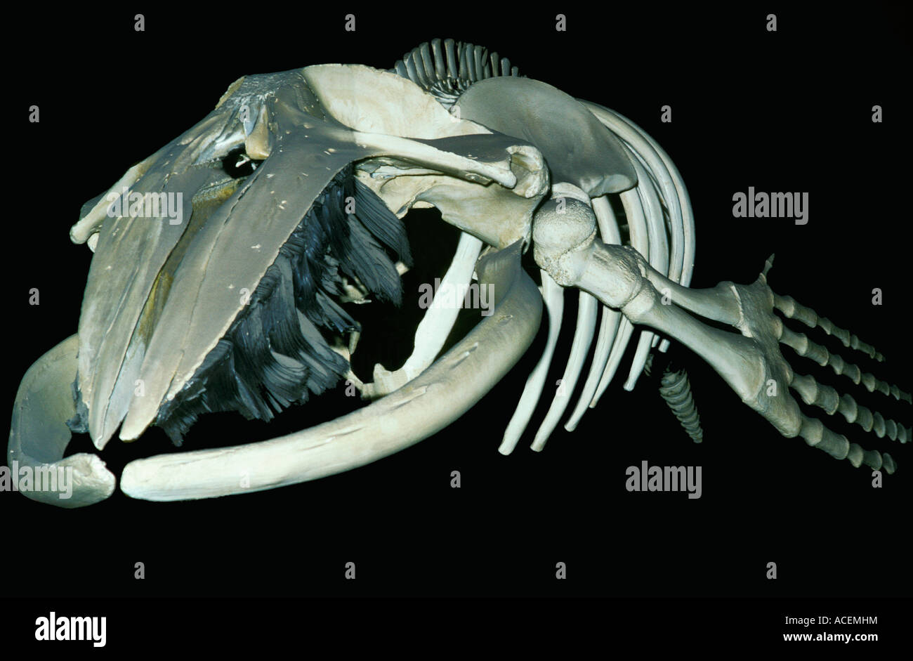 Grey Whale Baja California Mexiko Eschrichtius Robustus Skelett Stockfoto