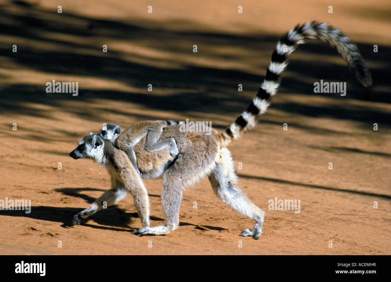 Maki Katta Lemur Catta Madagaskar Stockfoto