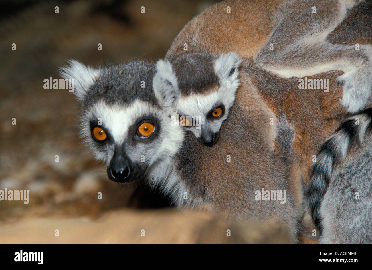 Maki Katta Lemur Catta Madagaskar Stockfoto