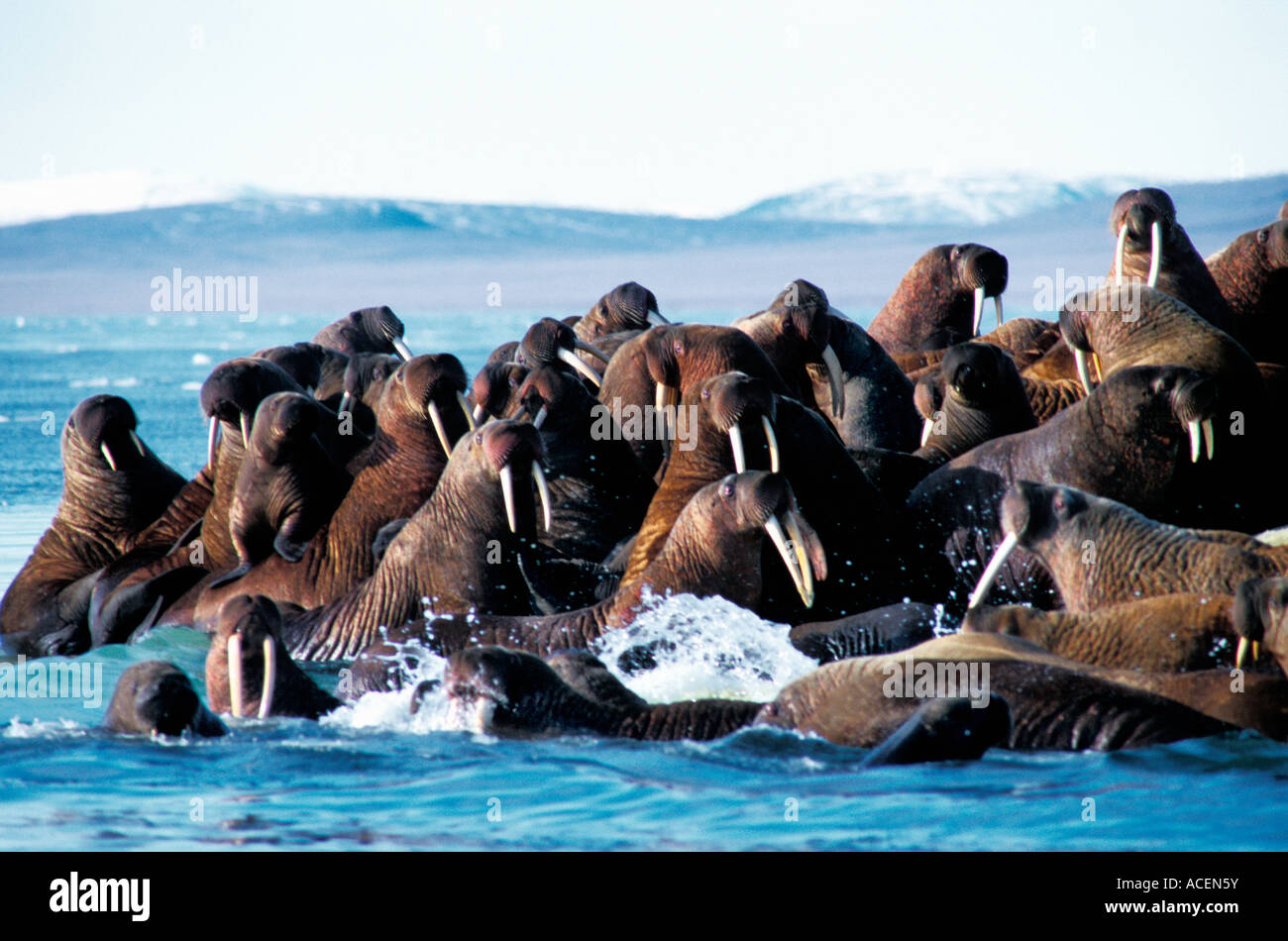 Atlantische Walross Odobenus baffin Stockfoto