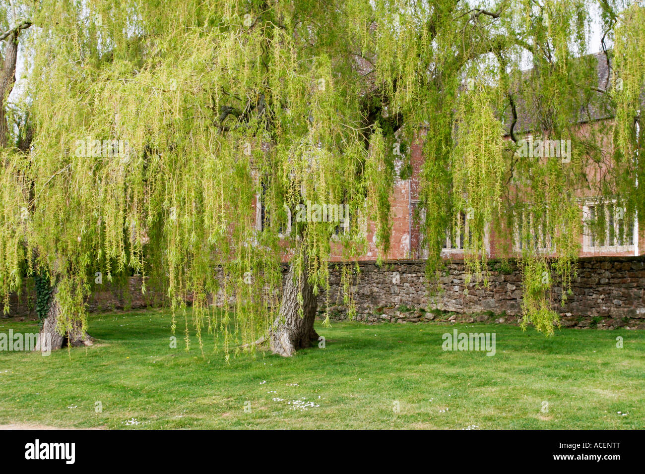 Trauerweide Baum vor Cothelstone Manor ein Grade 2 denkmalgeschützten Gebäude in der Nähe von Bishops Lydeard in Somerset Stockfoto