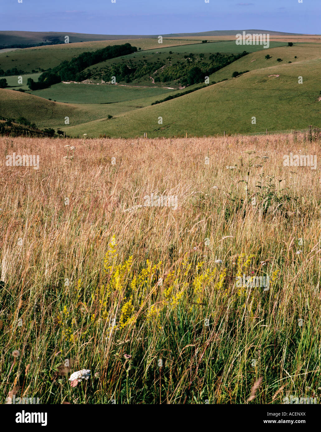 Dieser Arten reichen Grünland ist Bestandteil der weißen Blatt Hill Site of Special Scientific Interest Stockfoto