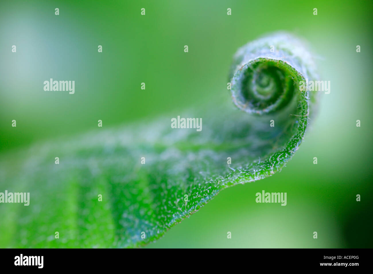 Wedel des Harts Zunge Farn lateinischen Namen Asplenium Scolopendrium unfurling im Frühjahr Stockfoto