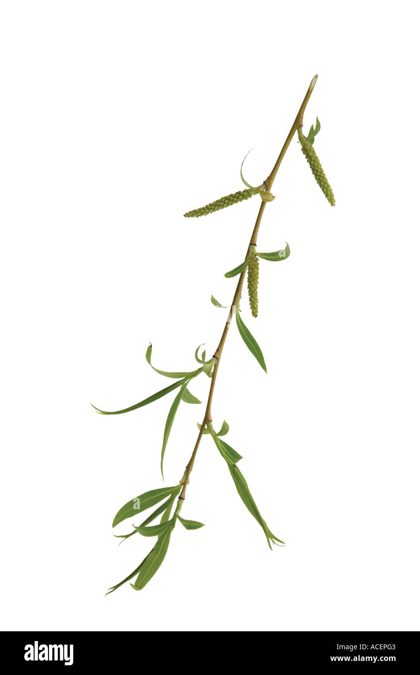 Weeping Willow - Salix Alba L. CV Vitellina-Pendel Stockfoto