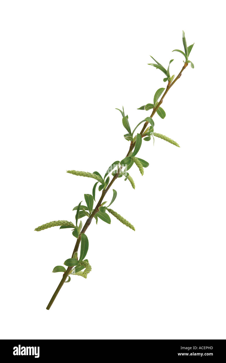 Weiße Weide - Salix alba Stockfoto