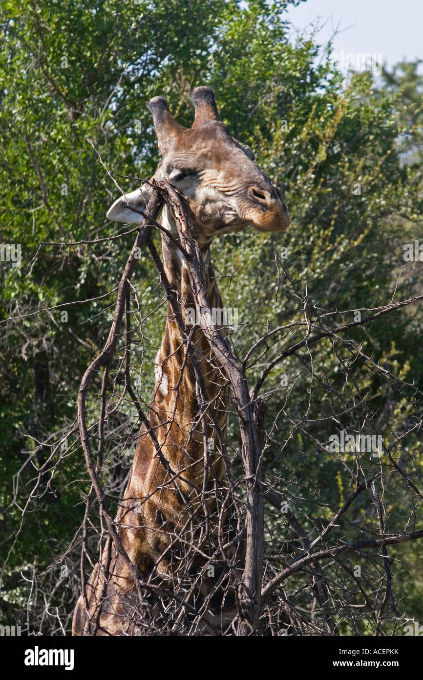 Giraffe, kratzte sich am Kopf auf einem Ast im Krüger Nationalpark, Südafrika Stockfoto