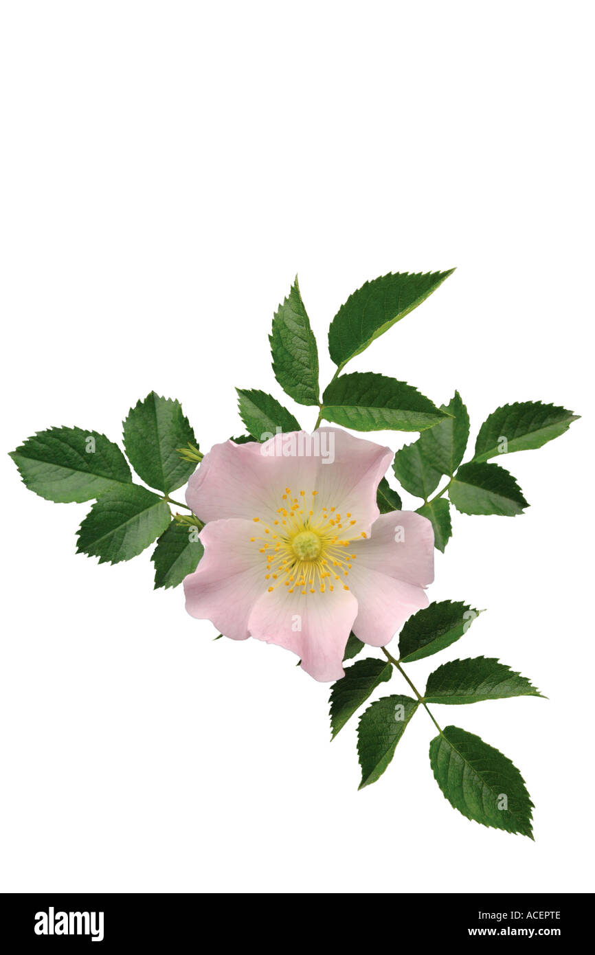 Hundsrose - Rosa canina Stockfoto