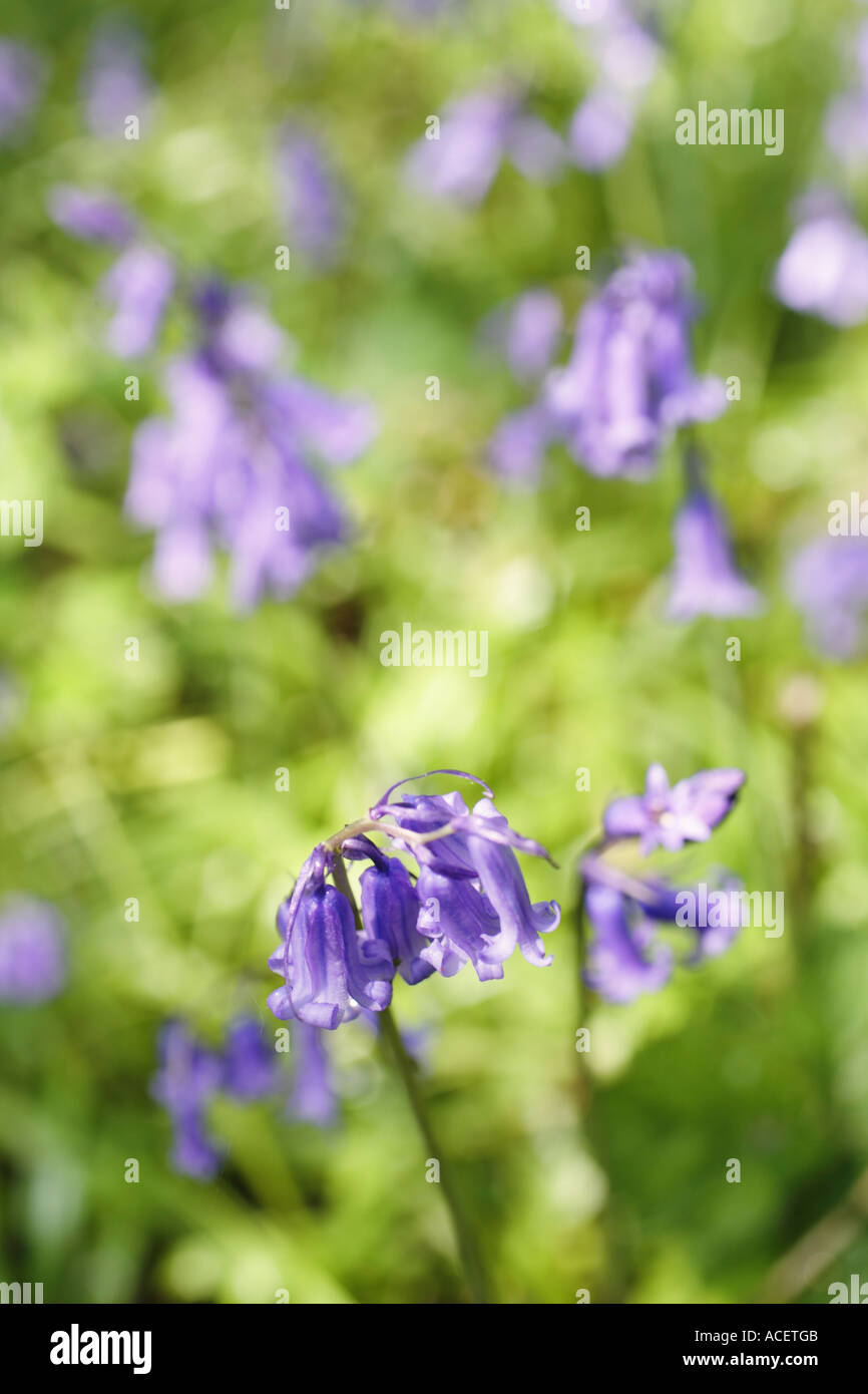 Nahaufnahme von Bluebell Blume im Wald UK Stockfoto