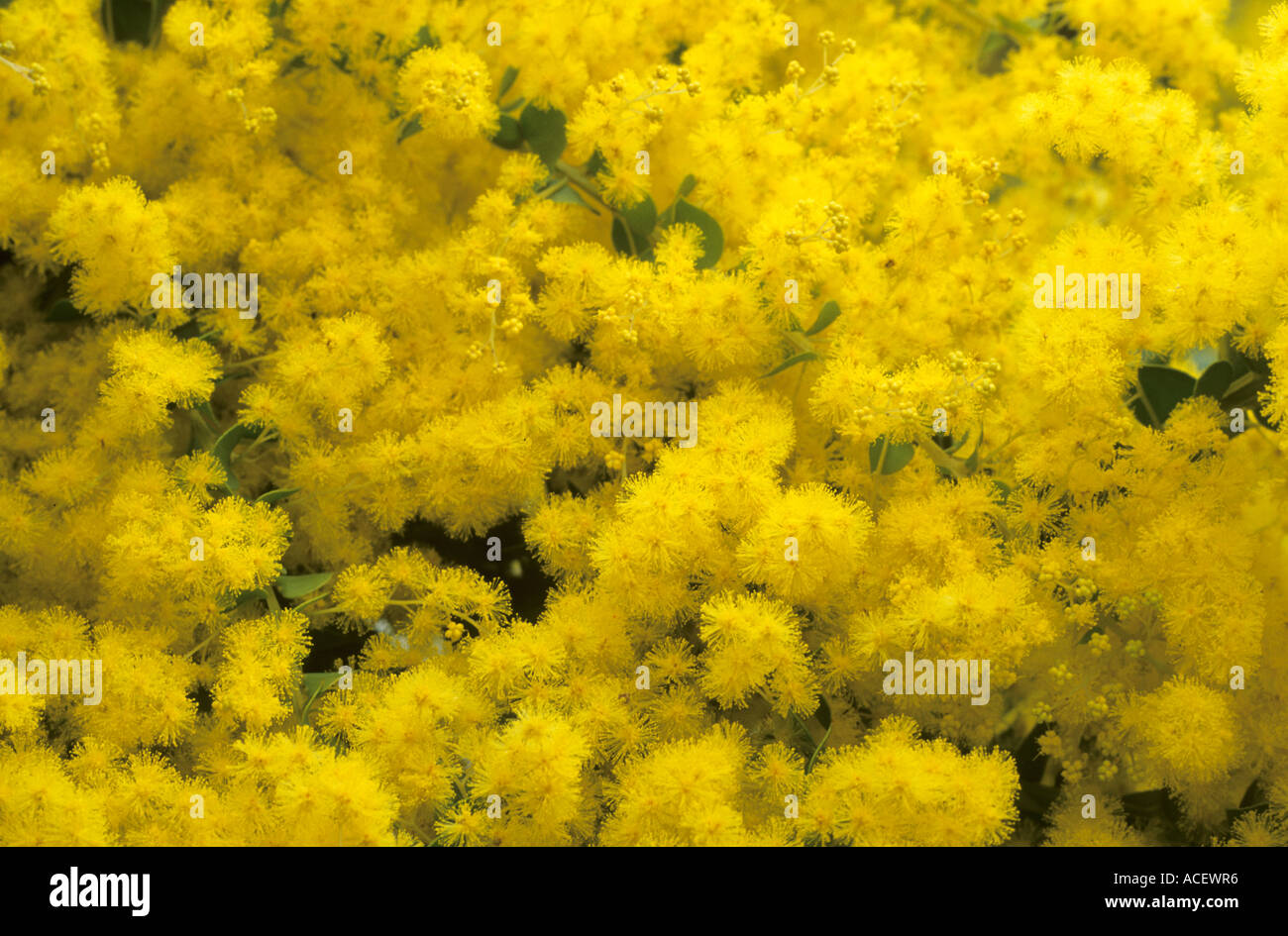 Acacia Pravissima, Öfen-Akazie, Mimose, gelbe Blüten, Akazien Stockfoto