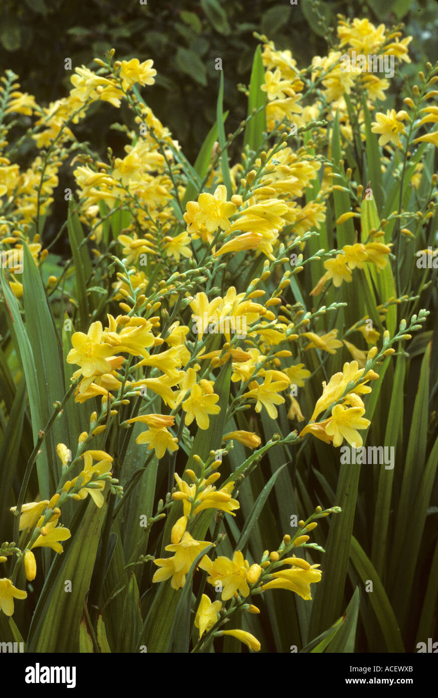 Crocosmia Citronella Stockfoto