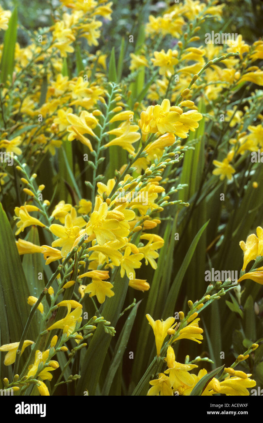 Crocosmia Citronella Stockfoto