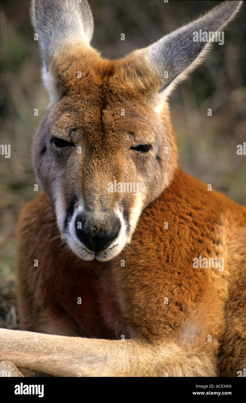 Roten Känguru Stockfoto