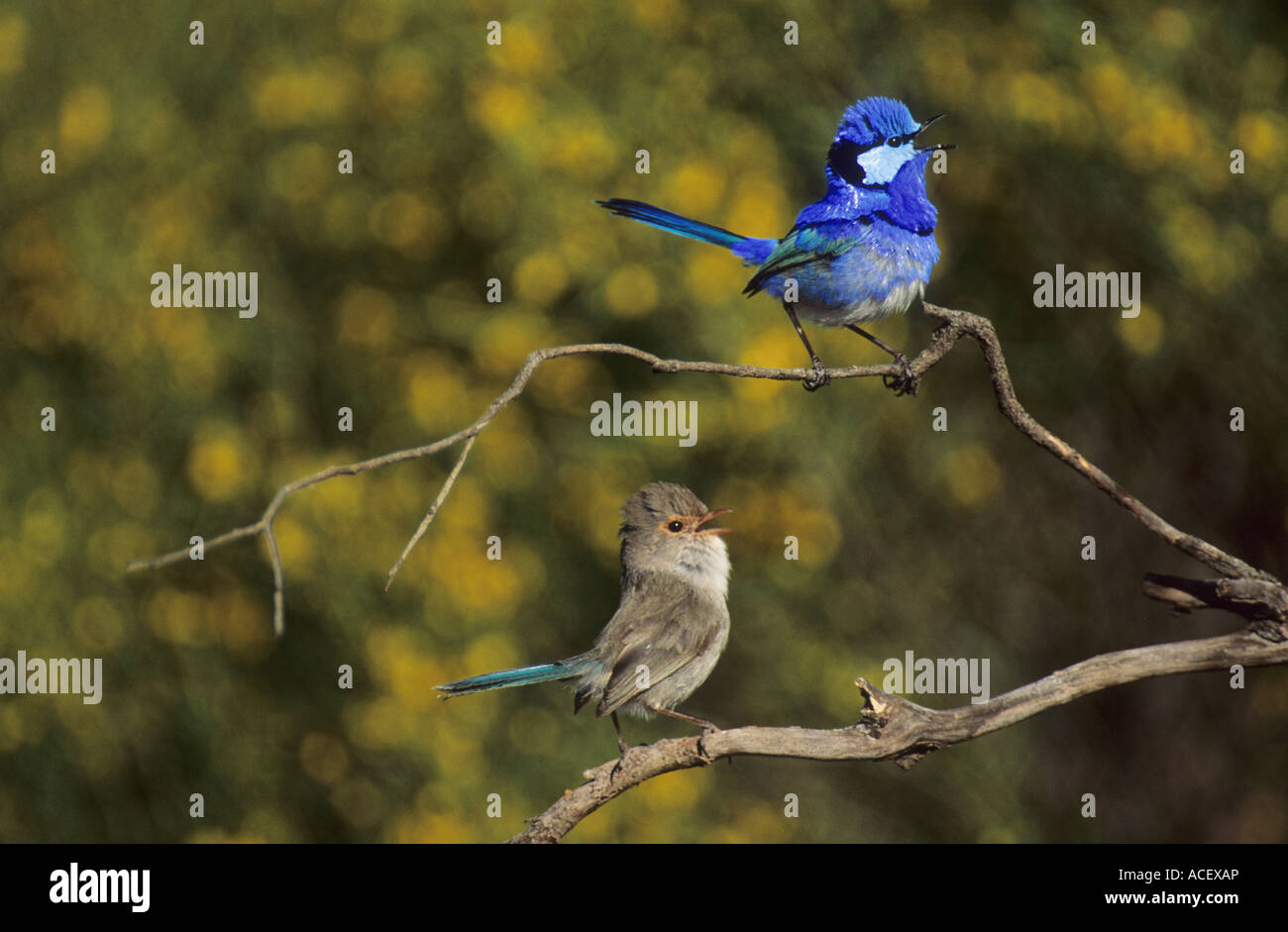 Singen herrliche Zaunkönige Malurus splendens Stockfoto