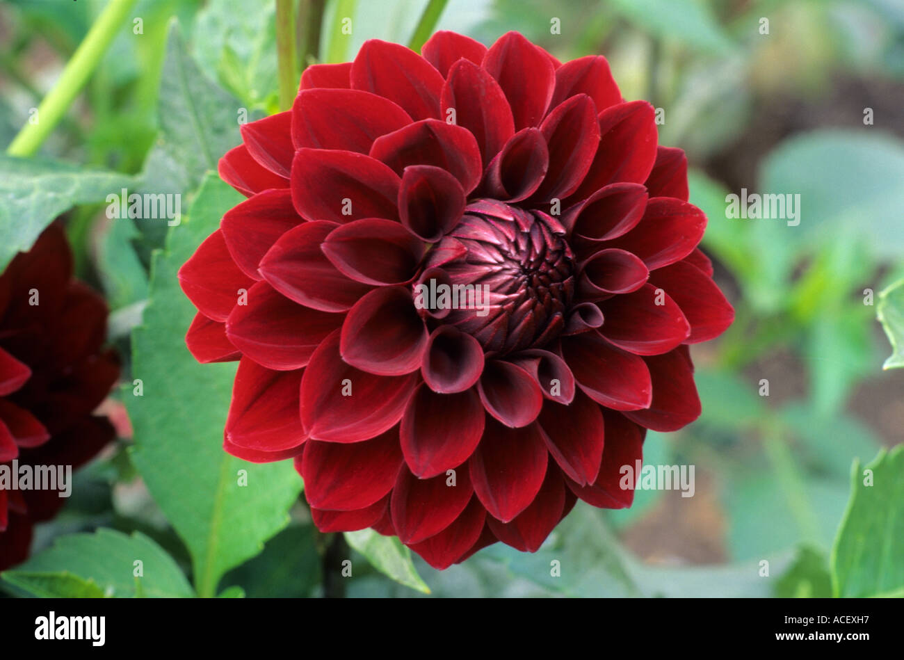 Dahlie 'Black Fire", kleine dekorative, 5D, dunkle, tiefrote Blüte Dahlien Stockfoto