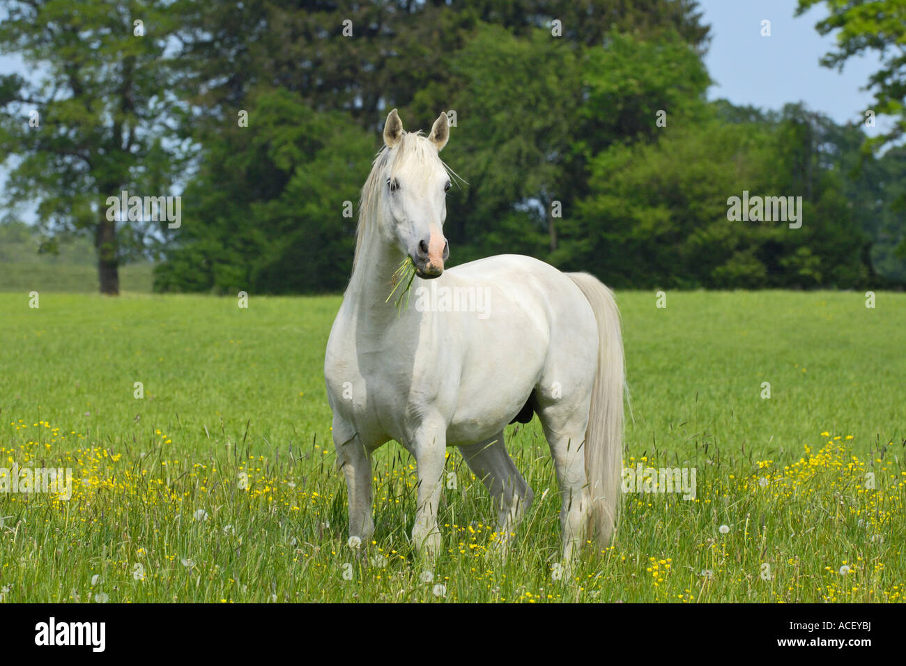 Vollblutaraber Hengst mit Gras im sein Mund stand auf einer Wiese Stockfoto