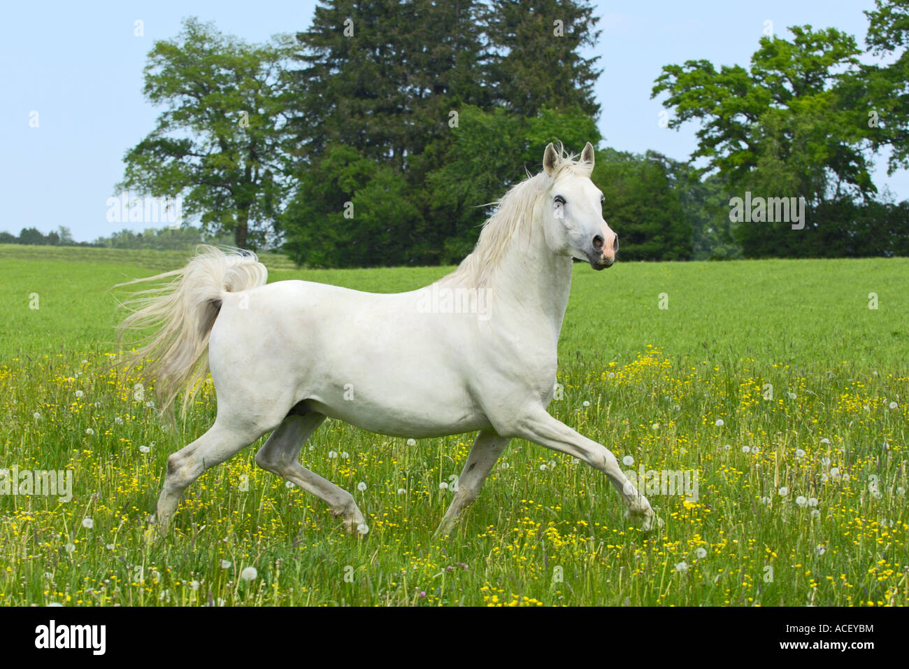 Vollblutaraber Hengst Trab im Fahrerlager Stockfoto