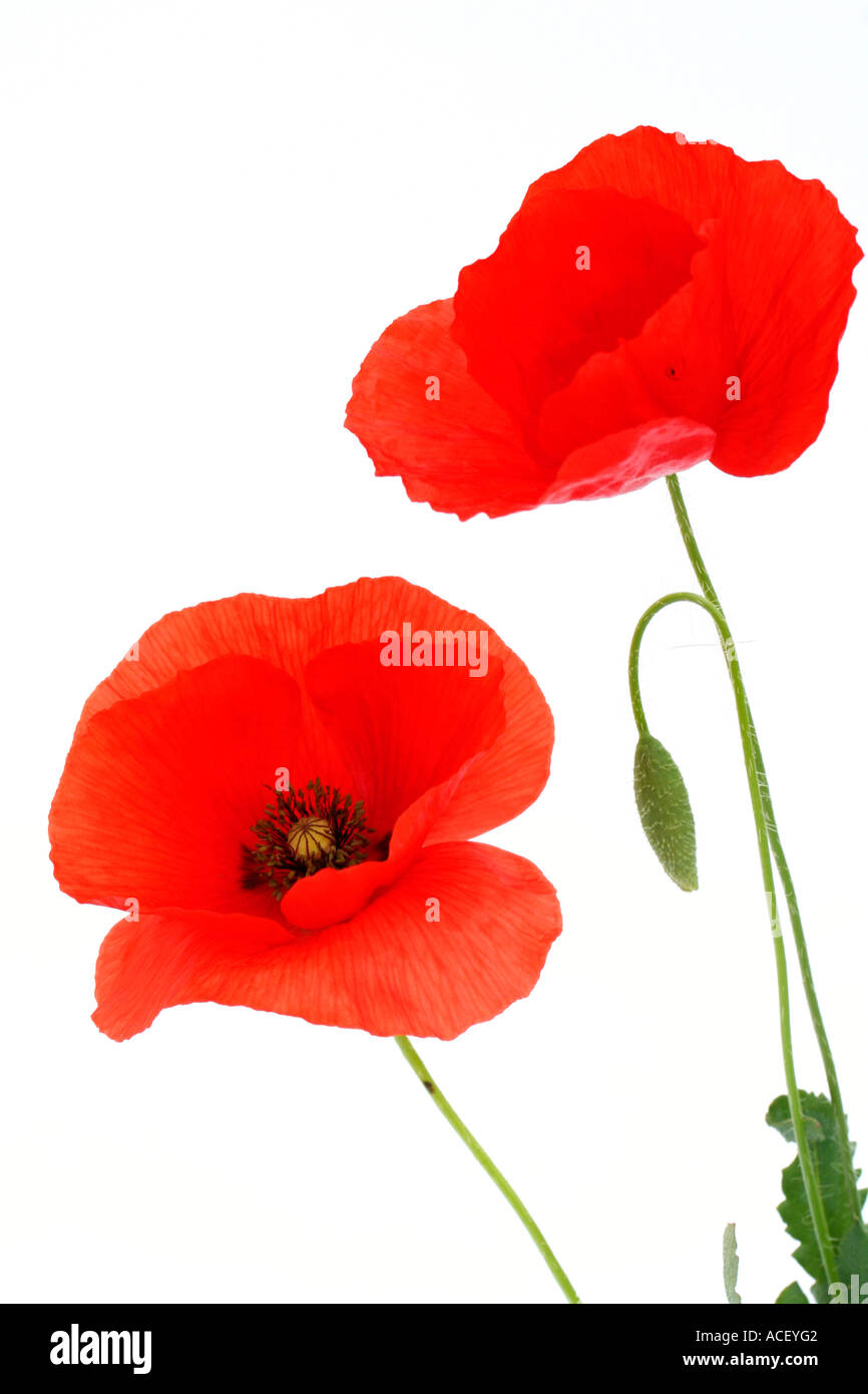 Mohn Papaver rhoeas Stockfoto