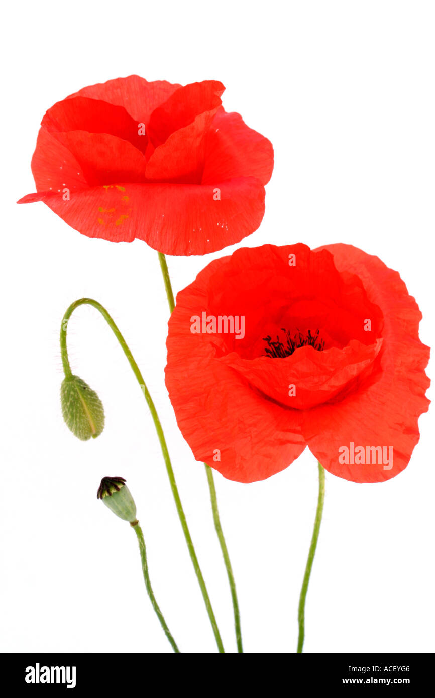 Mohn Papaver rhoeas Stockfoto