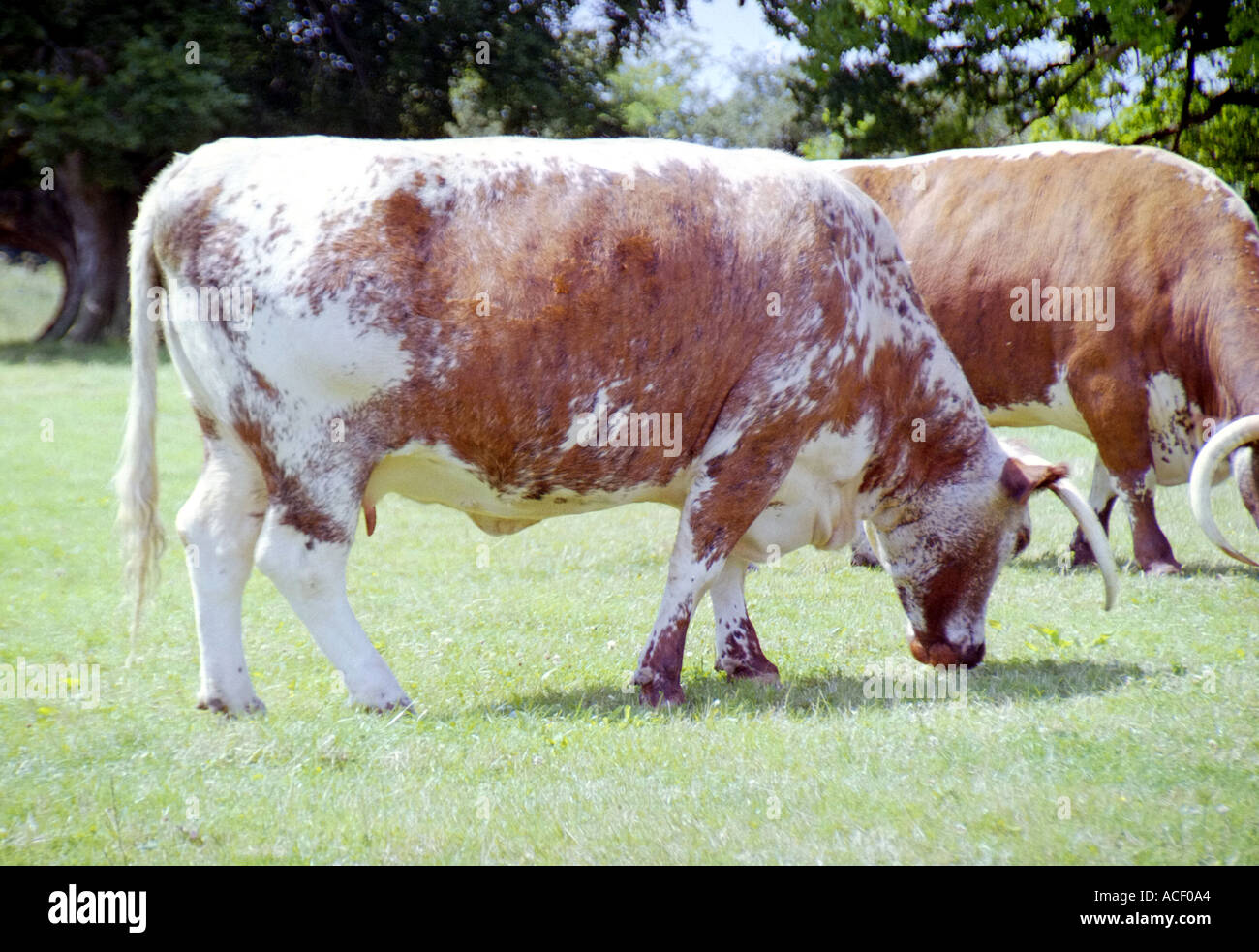 Englische Longhorn-Rinder weiden Stockfoto