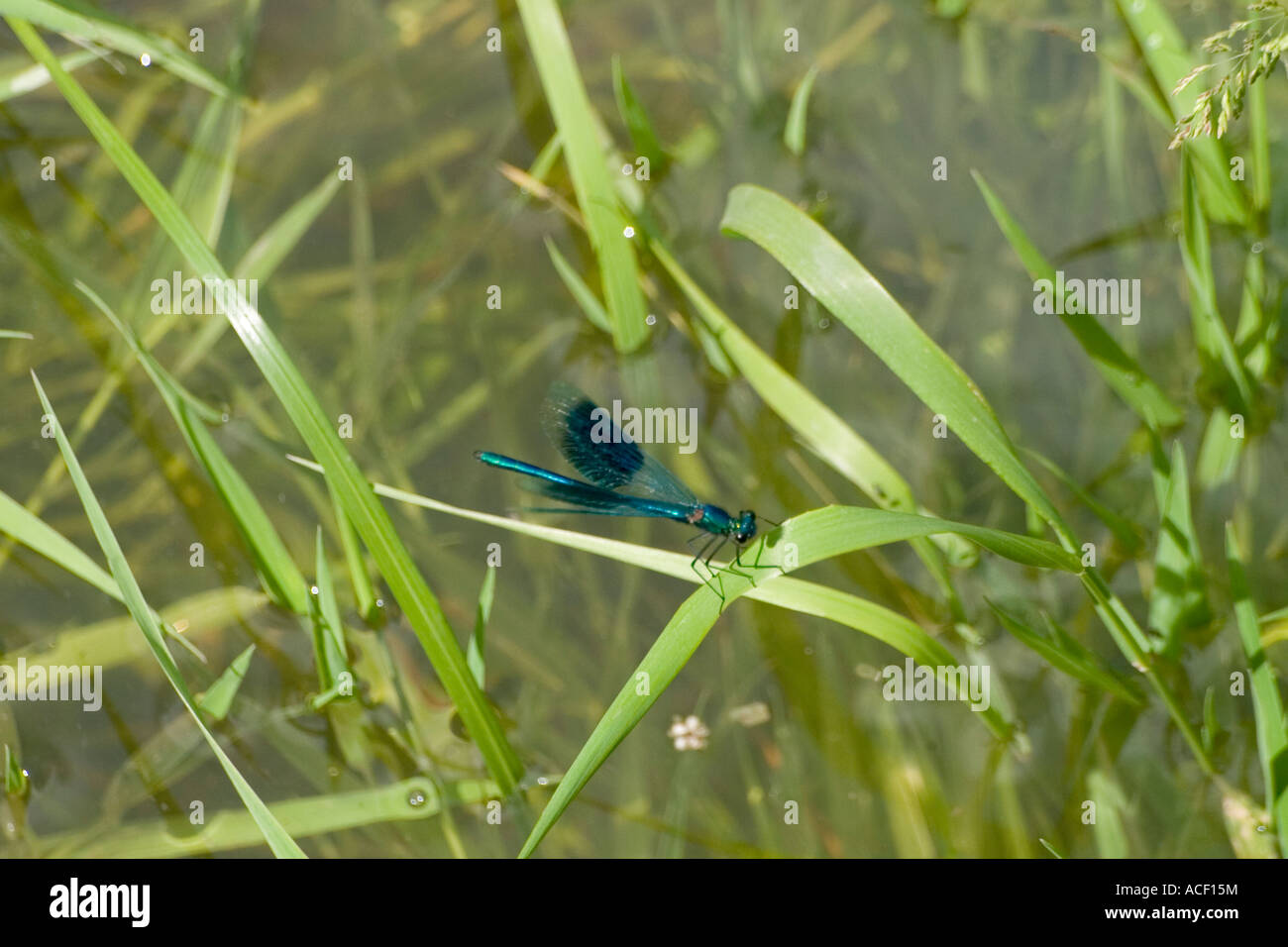 Blaue Damoiselle Damselfly mit unverwechselbaren Flügel Markierungen Nr Rushden am Fluss Nene Stockfoto