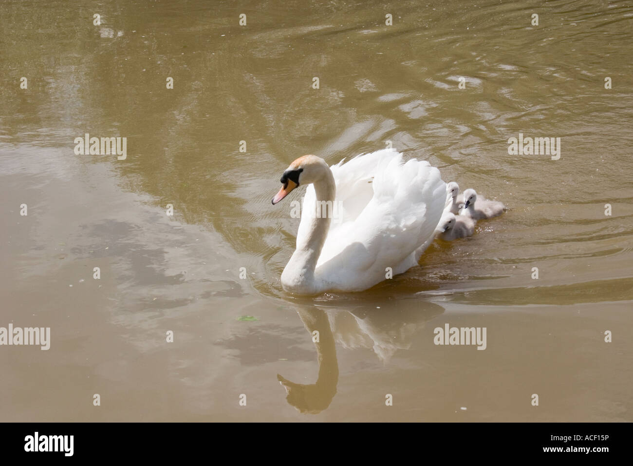 Swan und Cygnet auf den Fluss Ouse in St Neots Stockfoto