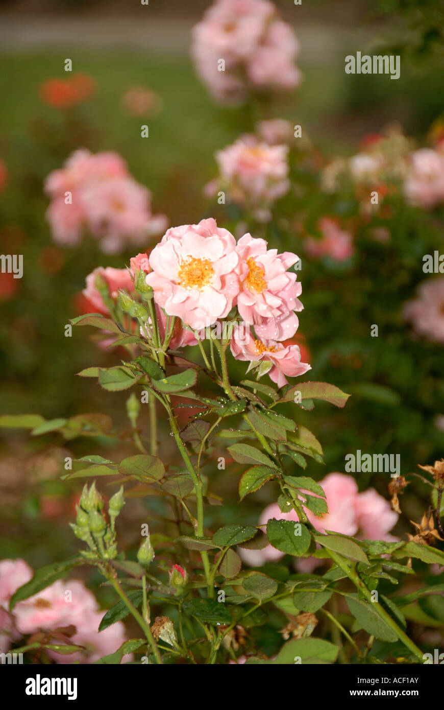 Clair Matin Rose Stockfoto