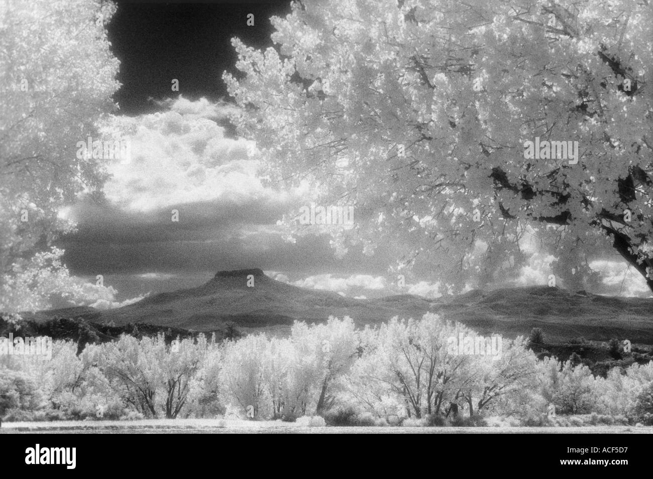 Geisterhafte Blick auf eine Pappel Baum im Norden von New Mexico mit Infrarot-Film gesehen Stockfoto