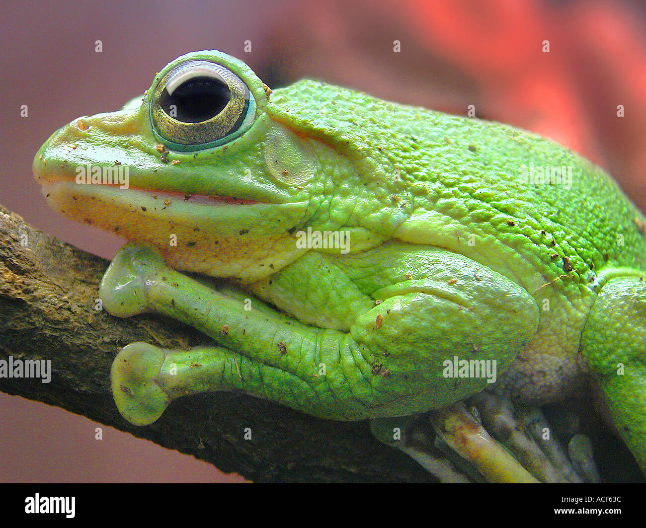 Helles Gelb grüner Frosch, ruhig auf einem Ast sitzend Stockfotografie -  Alamy