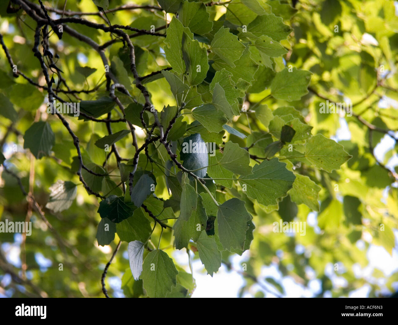 Sonne scheint durch die Blätter der Silberpappel Stockfoto