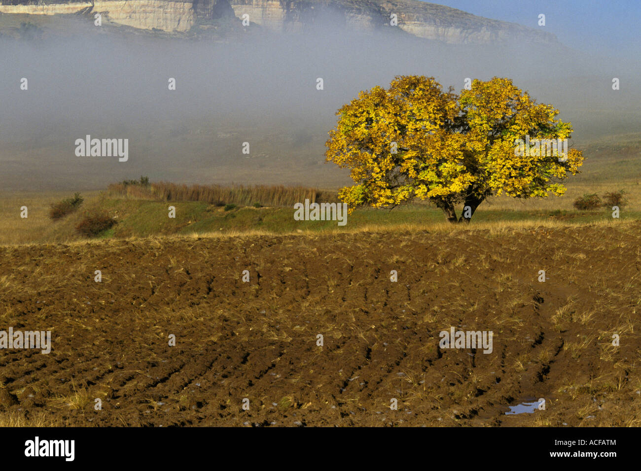 Ein Acker mit einem einzigen Pappelbaum im Herbst Laub mit Morgennebel im Hintergrund. Stockfoto