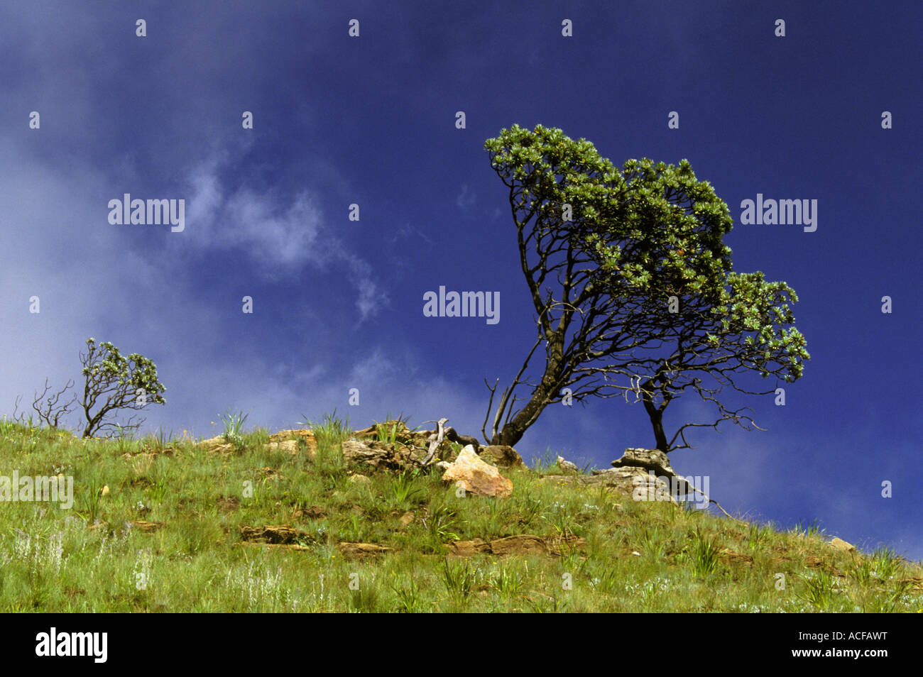 Ein Baum auf die Skyline, beugte sich über, als ob durch Wind Südafrika geschoben Stockfoto